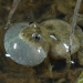 Sloane's froglet (Crinia sloanei)