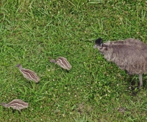 Adult coastal emu (Dromaius novaehollandiae) with 3 chicks
