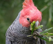Gang-gang cockatoo (Callocephalon fibriatum)