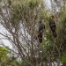 A pair of glossy black-cockatoos (Calyptorhynchus lathami lathami) sit on a tree branch 