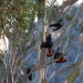 A group of glossy black-cockatoos (Calyptorhynchus lathami lathami) in a tree