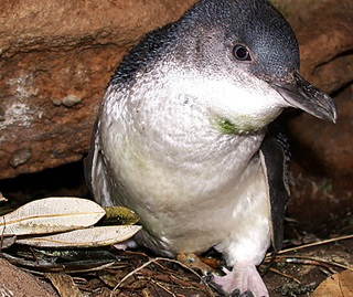 Little penguin, Eudyptula Minor, female at nest