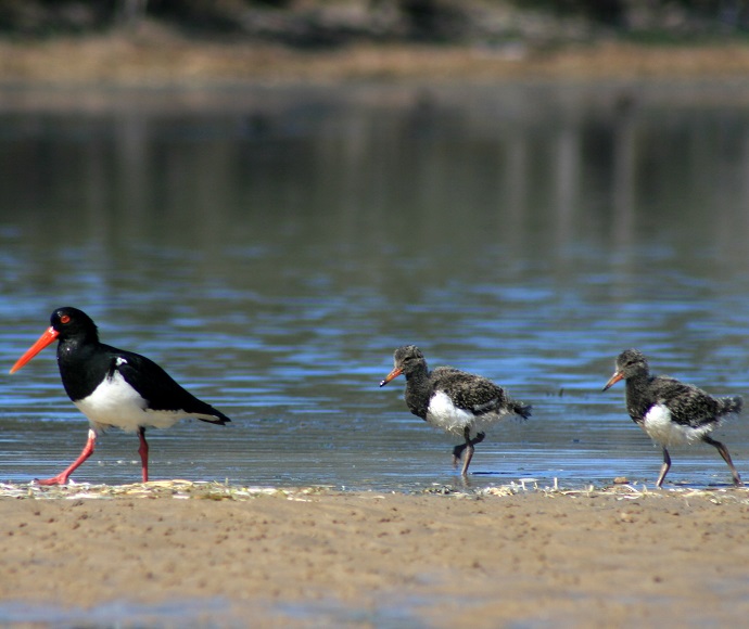 Parent pied oystercatcher with 2 young (Haematopus longirostris)