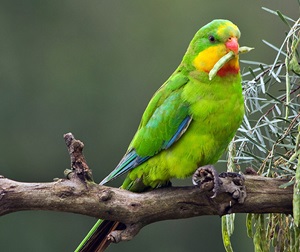 Superb Parrot (Polytelis swainsonii) juvenile male