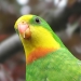 Superb parrot (Polytelis swainsonii) male bird