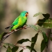 Swift parrot (Lathamus discolor)