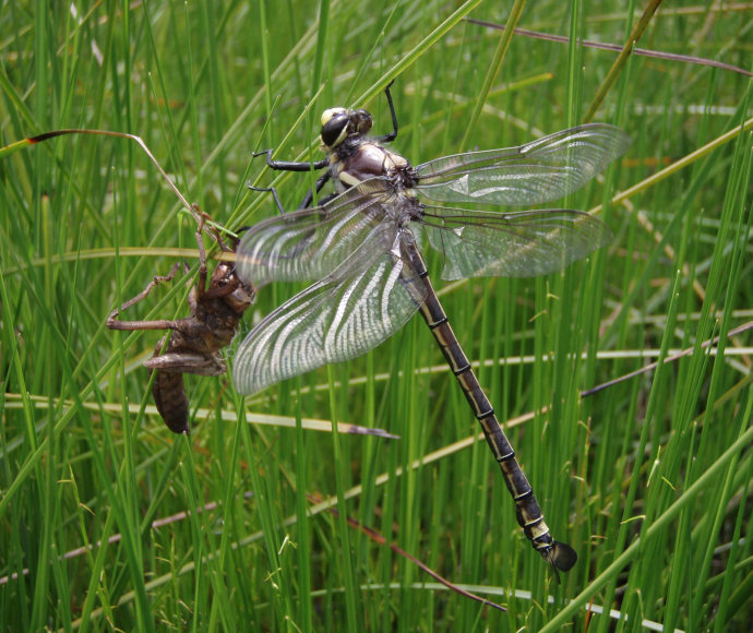 Large bronze-bodied dragonfly with yellow eyes among long grass, near what appears to be an abandoned larval exoskeleton
