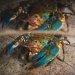 Turquoise and orange yabby-looking creature with long whiskery antennae extending from their face