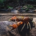 Orange and pale blue yabby-type creature sitting on a stone just under the water's surface