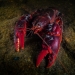 Bright scarlet and maroon lobster-looking creature with long whiskery antennae extending from their face