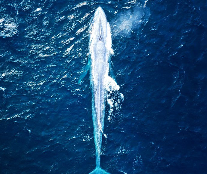 Sydney sights 'invisible' blue whale | NSW Environment and Heritage