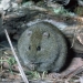 Broad-toothed rat (Mastacomys fuscus)