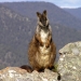 Brush-tailed rock-wallaby (Petrogale penicillata)