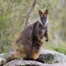 Brush-tailed rock-wallaby (Petrogale penicillata) is endangered in NSW