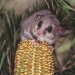Eastern pygmy possums are listed as a vulnerable species in NSW