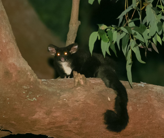 Greater glider (Petauroides volans) sitting on a tree branch at night