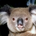 Koala (Phascolarctos cinereus) joey