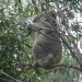 Koala (Phascolarctos cinereus) at Murrah Flora Reserves