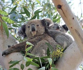 Koala (Phascolarctos cinereus) with joey