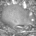 Long-nosed potoroo (Potorous tridactylus) with giant burrowing frog video still