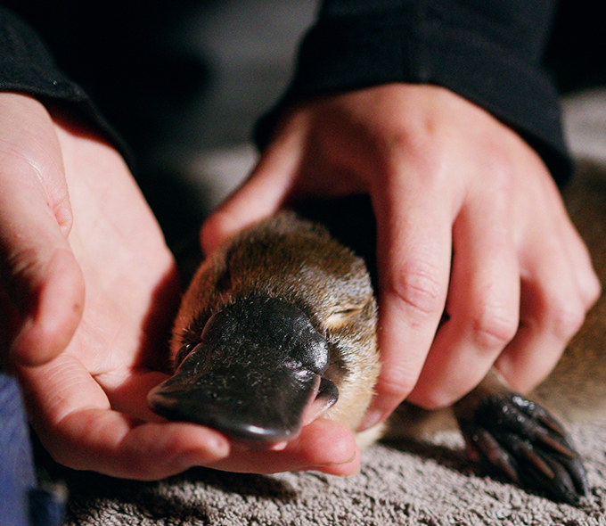 Hands holding young platypus as it is examined