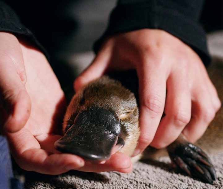 Hands holding young platypus as it is examined