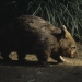 Southern hairy-nosed wombat (Lasiorhinus latifrons), endangered species