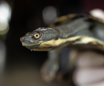 Held turtle looking directly at camera