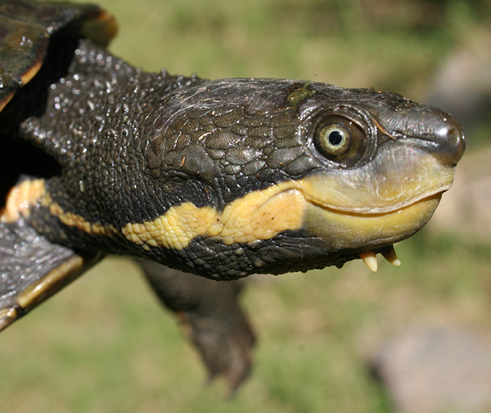 Manning River helmeted turtle (Myuchelys purvisi)