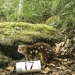 Spotted-tailed quoll (Dasyurus maculatus), Barren Grounds, Budderoo Quollidor remote monitoring stations