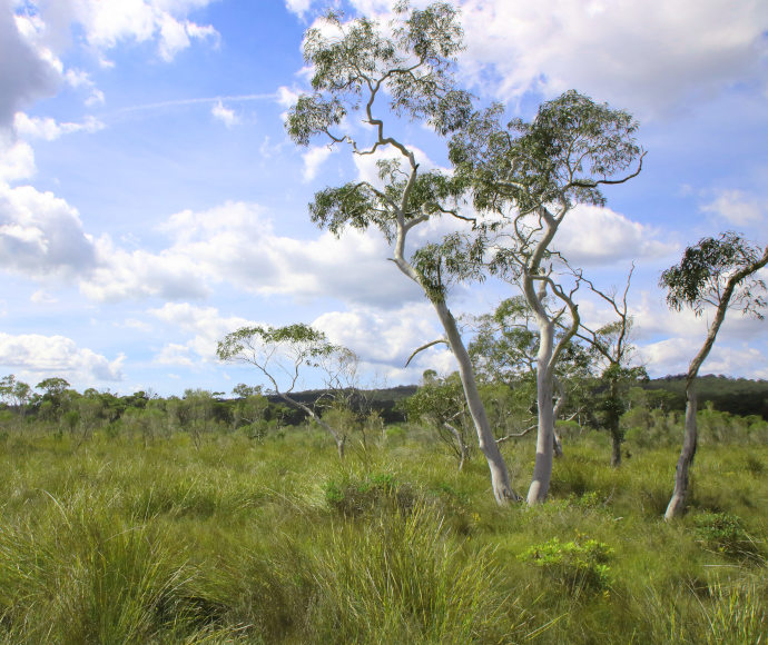 Thick long grass and occasional shrubs and gums under a blue sky with low-hanging clouds