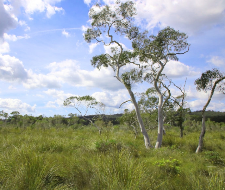 Thick long grass and occasional shrubs and gums under a blue sky with low-hanging clouds