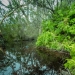 Bright green ferns and gums with a soft swamp light filtering through and the foliage is reflected in water