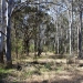 Hunter Lowlands Redgum Forest