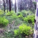 Lower Hunter Spotted Gum-Ironbark Forest