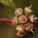 Earp's dirty gum (Eucalyptus parramattensis subsp. decadens.)