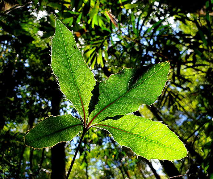 Nightcap oak (Eidothea hardeniana)