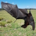 A black flying-fox (Pteropus alecto) with its wing caught on barbed wire 