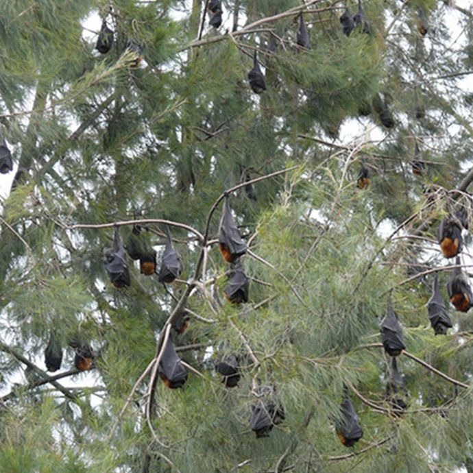 Normal roosting in a flying-fox camp