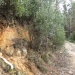 This batter shows a Brown-Orthic Tenosol in the Brindabella National Park south west of Canberra.c