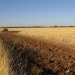 Dryland cropping in the Cargelligo region of western NSW