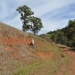 Soil scientist describing soil in the field, Hunter Valley region