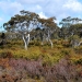 Permian sandstone heathland viewed from the Braidwood road near Tianjara Falls, NSW