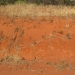 Batter showing a typical Red Kandosol (Calcareous Red Earth) in the Cargelligo region of western NSW