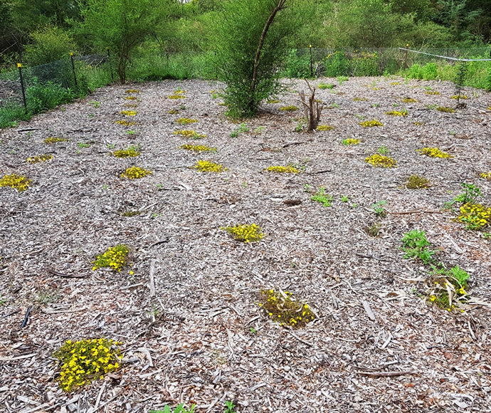 Photo 1: Successful translocation of Hibbertia Bankstown (Hibbertia sp. Bankstown) at Riverside Park