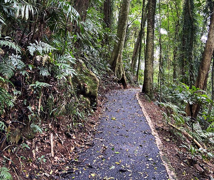 Sealed track through rainforest