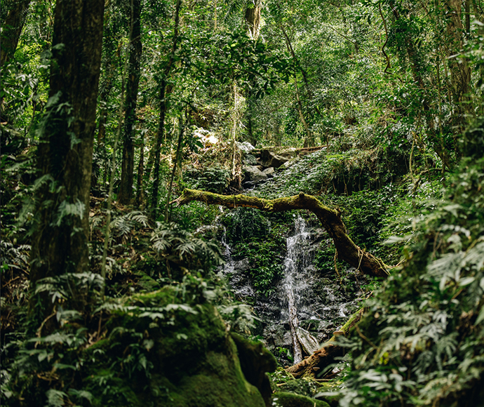Rainforest stream in Dorrigo National Park