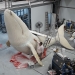 ‘The Whales’ under fabrication with artist Theresa Ardler