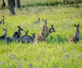 NSW Kangaroo management information sheets