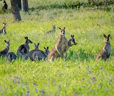 Kangaroo, Oolambeyan National Park